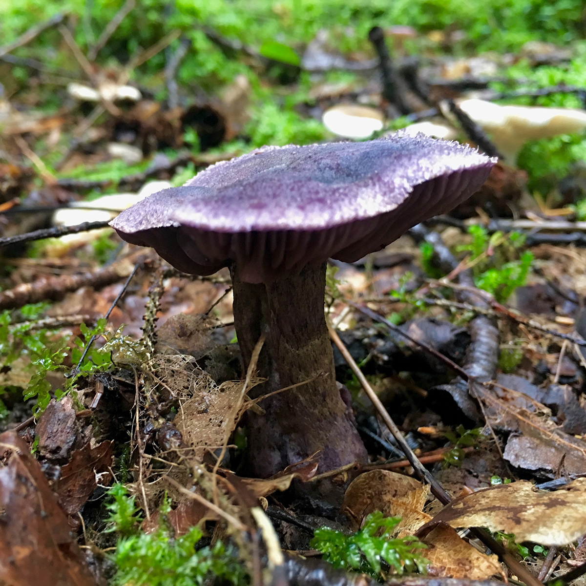 Barrviolspindling är en rödlistad svamp i gammelskogen