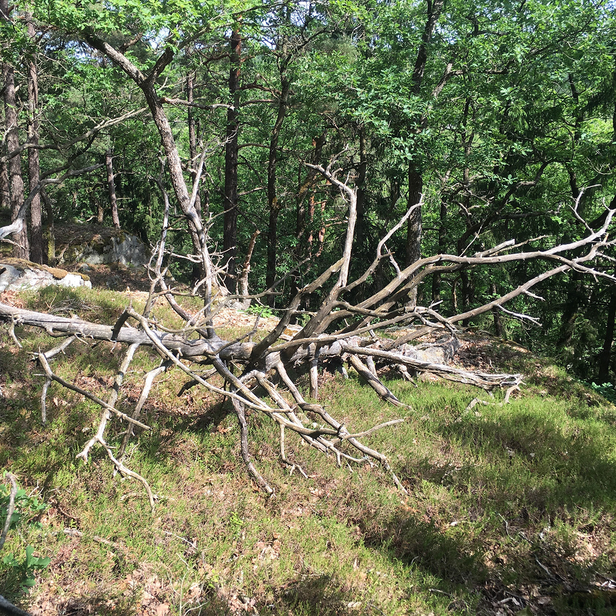 Dead wood left as carbon