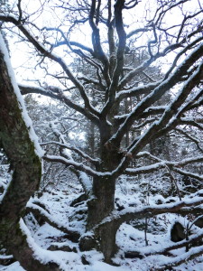 The Wholly Oak Tree i vinterskrud