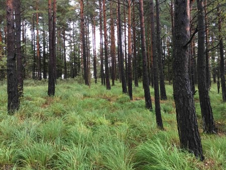 20170914_Fjallared_1_4_Naturarvet_miljö_tallskog_brandskada_tuvtåtel