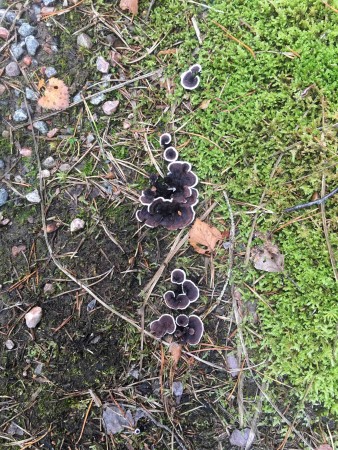 20170914_Fjallared_1_4_Naturarvet_svartvit_taggsvamp
