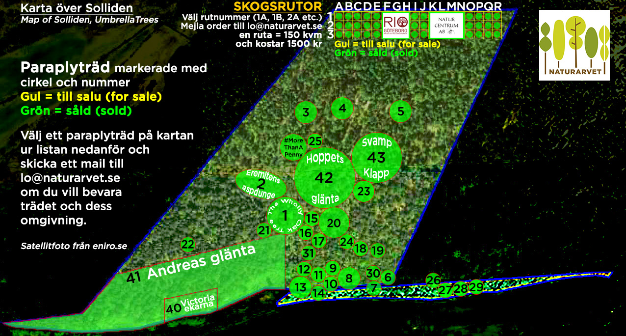 Karta över Paraplyträd i Solliden