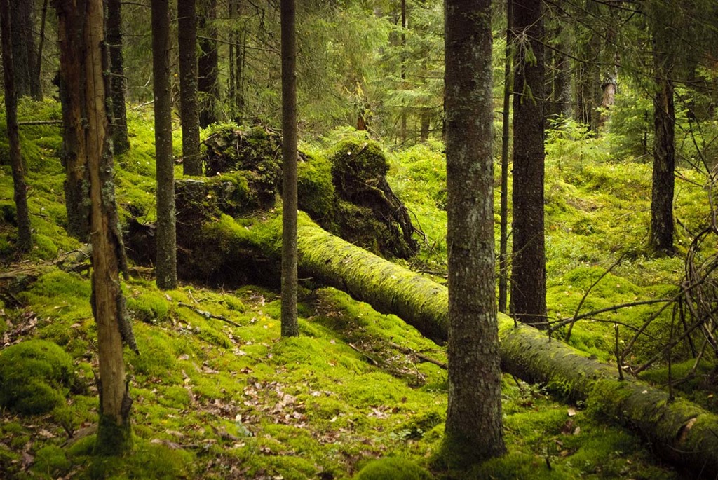 verles-gammelskog-naturarvet