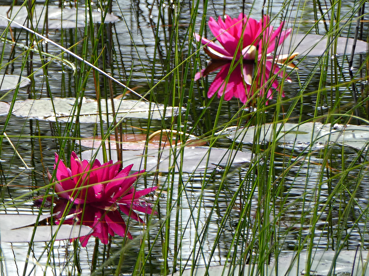 Red water lilies in Stora Iglekärr