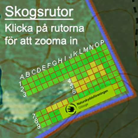 Klicka på en ruta för att beställa Skogsrutor i Skarnhålans gammelskog