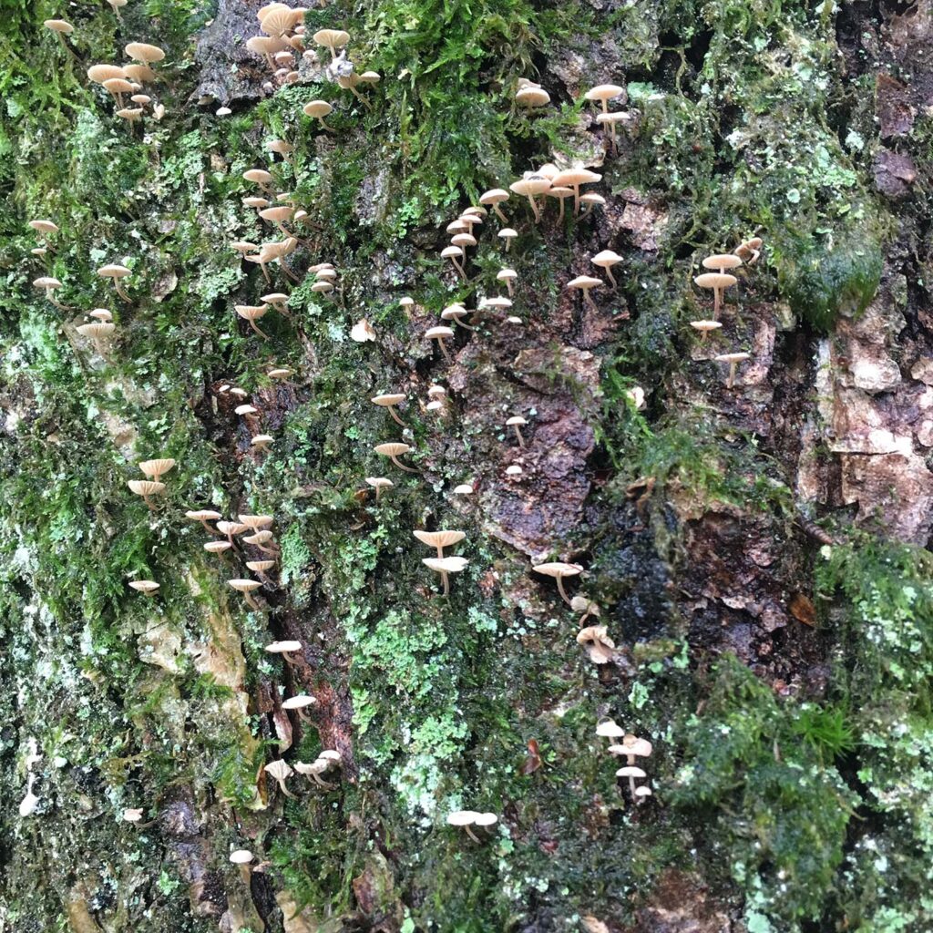 Image of cap mushrooms on oak tree trunk