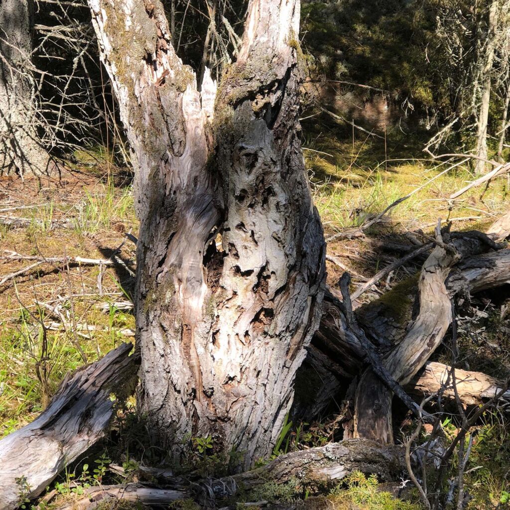 Image of dead wood formation