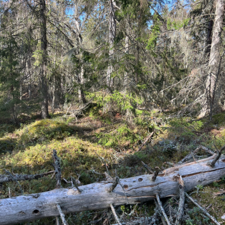 Foto från Gräsö som visar naturskog som Naturarvet kan skydda.