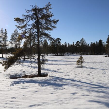 Winter picture of sparse mountain pine forest