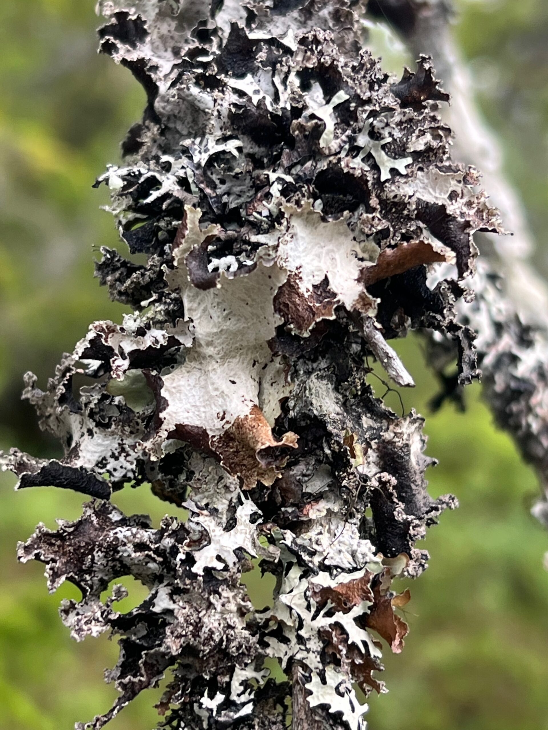 Norwegian lichen - Red-listed signal species