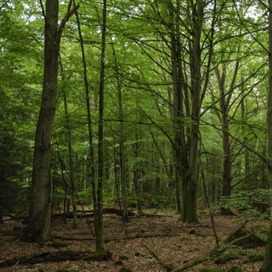 Ny skog inom räckhåll