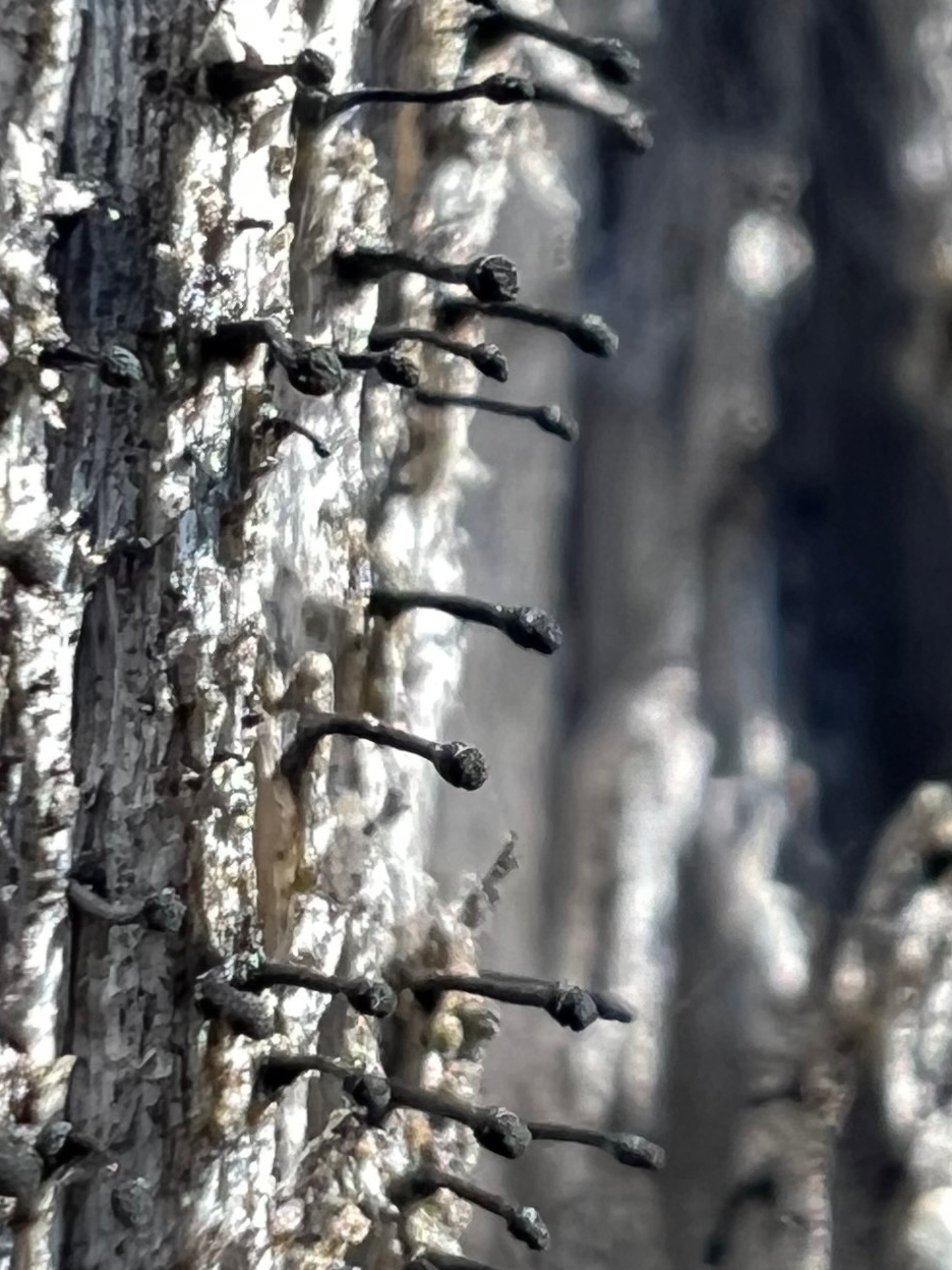 Black spike lichen-Djupsjöån-photo-Lo_Jarl