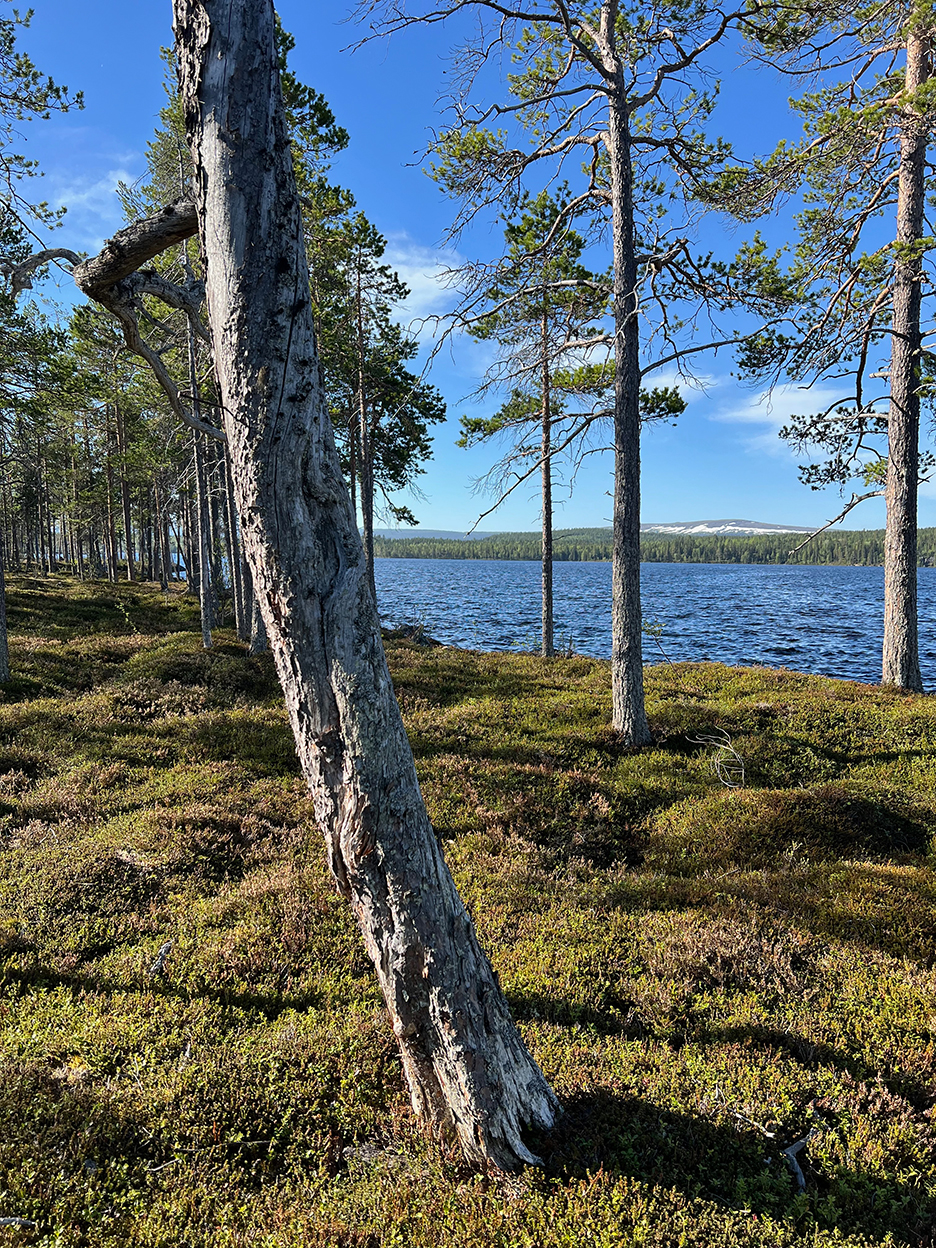 Talludde-Djupsjöån photo-Ywonne-Jarl